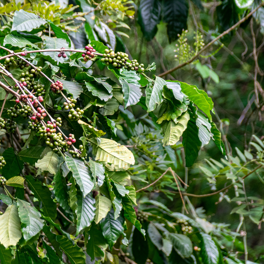 Green Coffee - Honduras (organic)