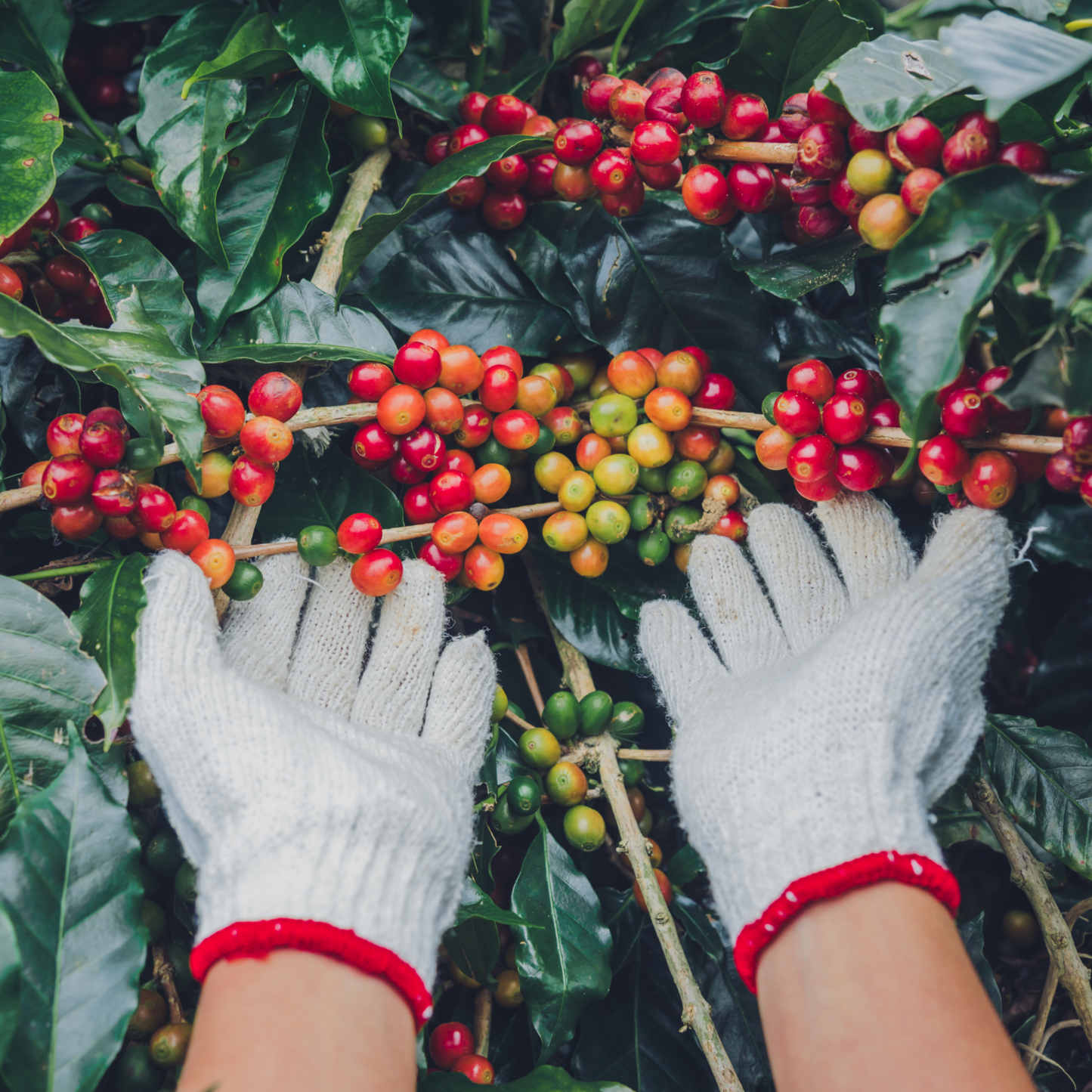 Green Coffee - Tanzania