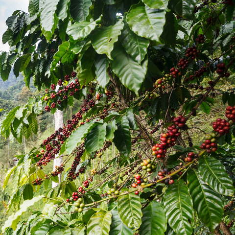 Green Coffee - Uganda